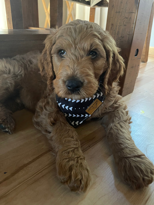 Dog Bandanas